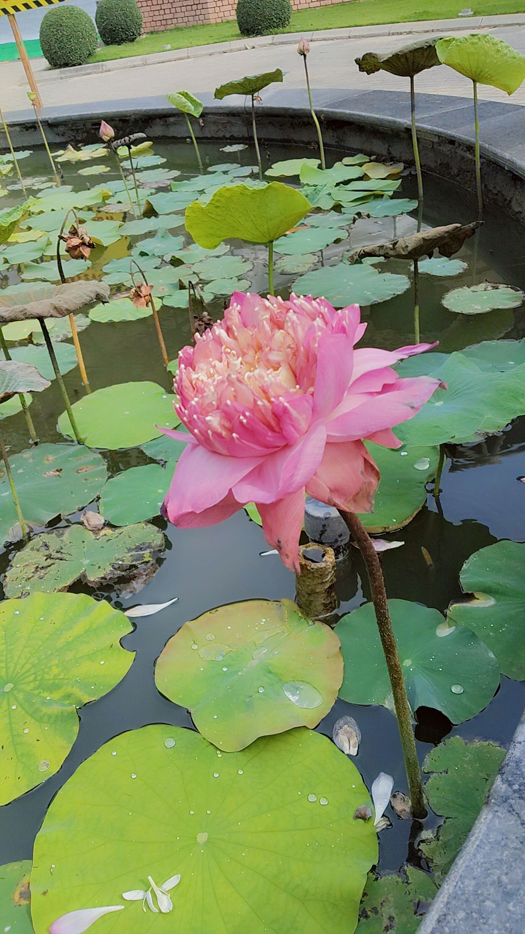 A Lotus, A Meditation Trip and A Lesson She Didn’t Expect