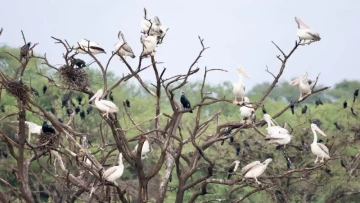 From monsoon feasts to winter migrations, India’s birds switch survival strategies as changing seasons reshape their food, habitats and travel plans. 🐦🍃
