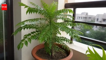 Your Curry Leaves Plant Isn’t Thriving? You Might Be Making These 7 Mistakes
