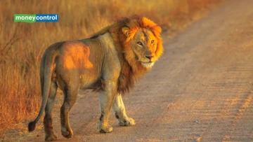 After 144 Years, Lions Are Back in the Game! 🦁 Gujarat Sanctuary Welcomes 17 Asiatic Lions, With Wild Pigs Making Up 55% of Their Recorded Diet.