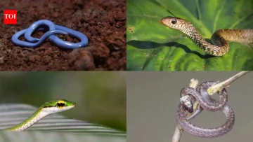 Your Potted Plants May Have Uninvited Roommates! 🐍 Meet 5 Snakes That Can Blend Into Potting Soil, Hide Among Leaves and Go Unnoticed in Home Gardens.
