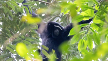 Highways for Humans, Bridges for Wildlife Too! 🐾 How India Is Working to Reconnect Animal Habitats and Give Wild Neighbours Safer Ways to Roam