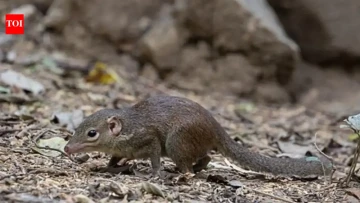 Small Size, Big Surprise! 🐾 Meet 6 of India’s Tiniest Mammals You Probably Didn’t Know Existed