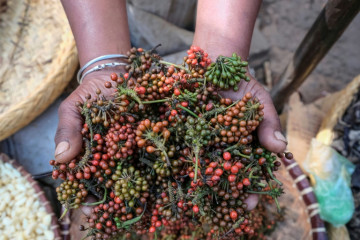 Madagascar’s prized wild pepper at risk as forests shrink 🌿