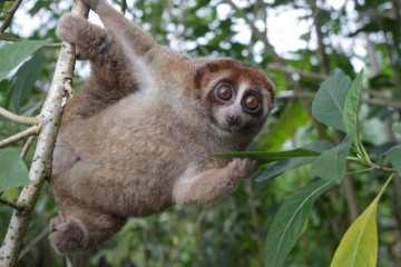 Thought to Be Extinct, Rare Bangka Slow Loris Rediscovered in Indonesia 🐒