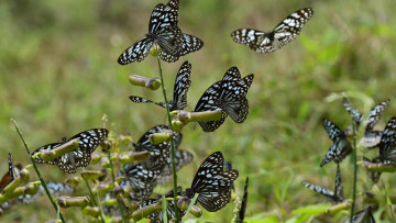 Monsoon Calling... Blue Tiger Butterflies Head to the Western Ghats as Rains Arrive 🦋🌧️