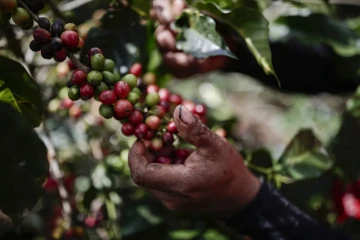 Better Latte Than Never! ☕ Swiss Coffee Industry Teams Up to Improve Coffee Growers’ Lives