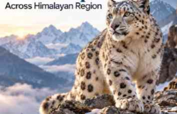 Nature wins big as India officially counts 718 snow leopards across the Himalayas! 🏔️🐆✨