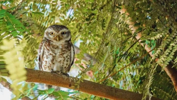 Waittt! 🦉🪔 Lakshmi’s Vahana Deserves Love Too: Let Owls Live This Diwali 💛