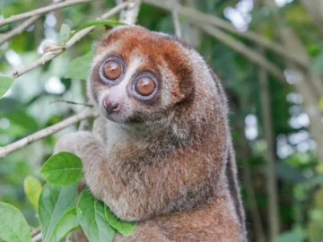 Thought to be extinct, this venomous primate kept showing up in Indonesian gardens 🐒
