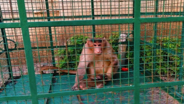 With Trimbakeshwar’s big ceremony coming up, Nashik is catching monkeys to help keep pilgrims safe 🐒🌿