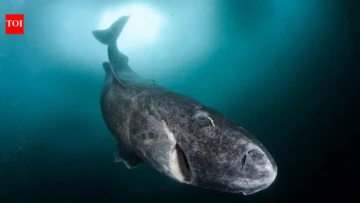 Greenland sharks can live 400 years, but their slow growth makes them vulnerable 🦈❄️