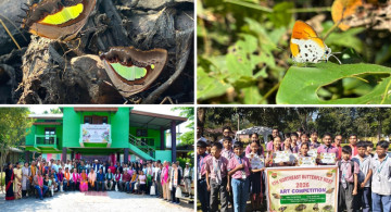 Butterfly lovers, look at this! Manas records 185+ species, including rare finds 🦋