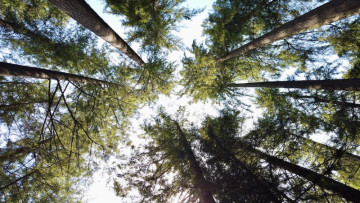 Some Trees Move Far From Home and Still Thrive! Scientists Want to Know Their Secret